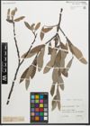 Foto von Salix glaucosericea Flod.